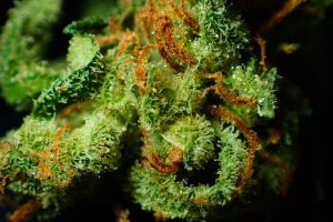 Co to jest lecznicza marihuana?