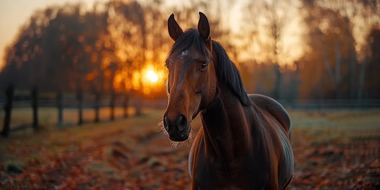 Czym cechuje się profesjonalne krematorium dla zwierząt?